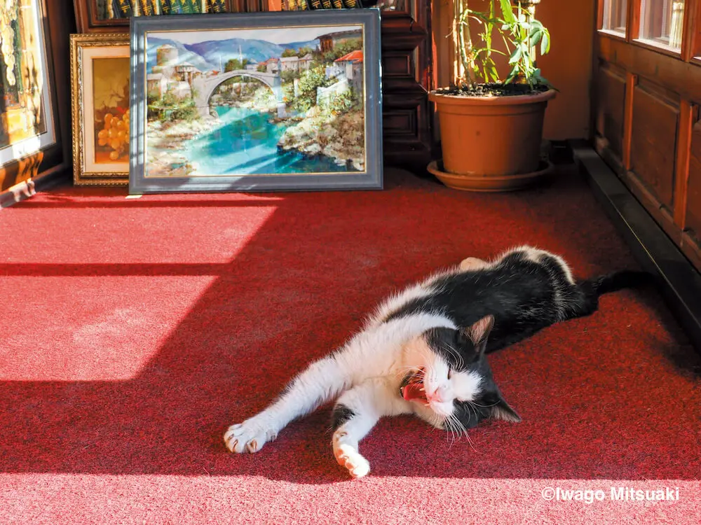 主役猫からボス猫まで、世界中の人気ねこ30匹が集結！岩合光昭の