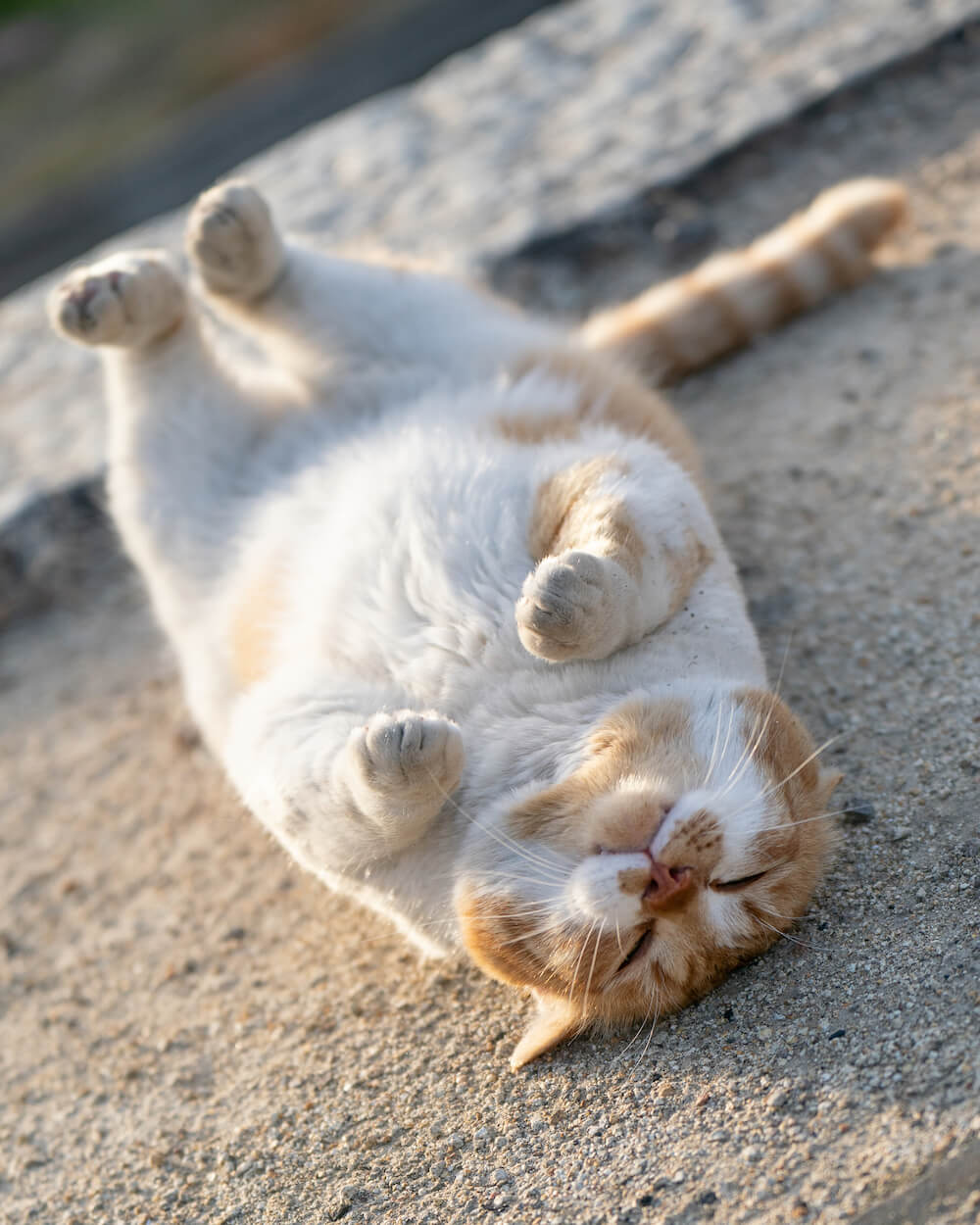 仰向けで眠る自然体な猫の姿を捉えた写真 by あおいとり