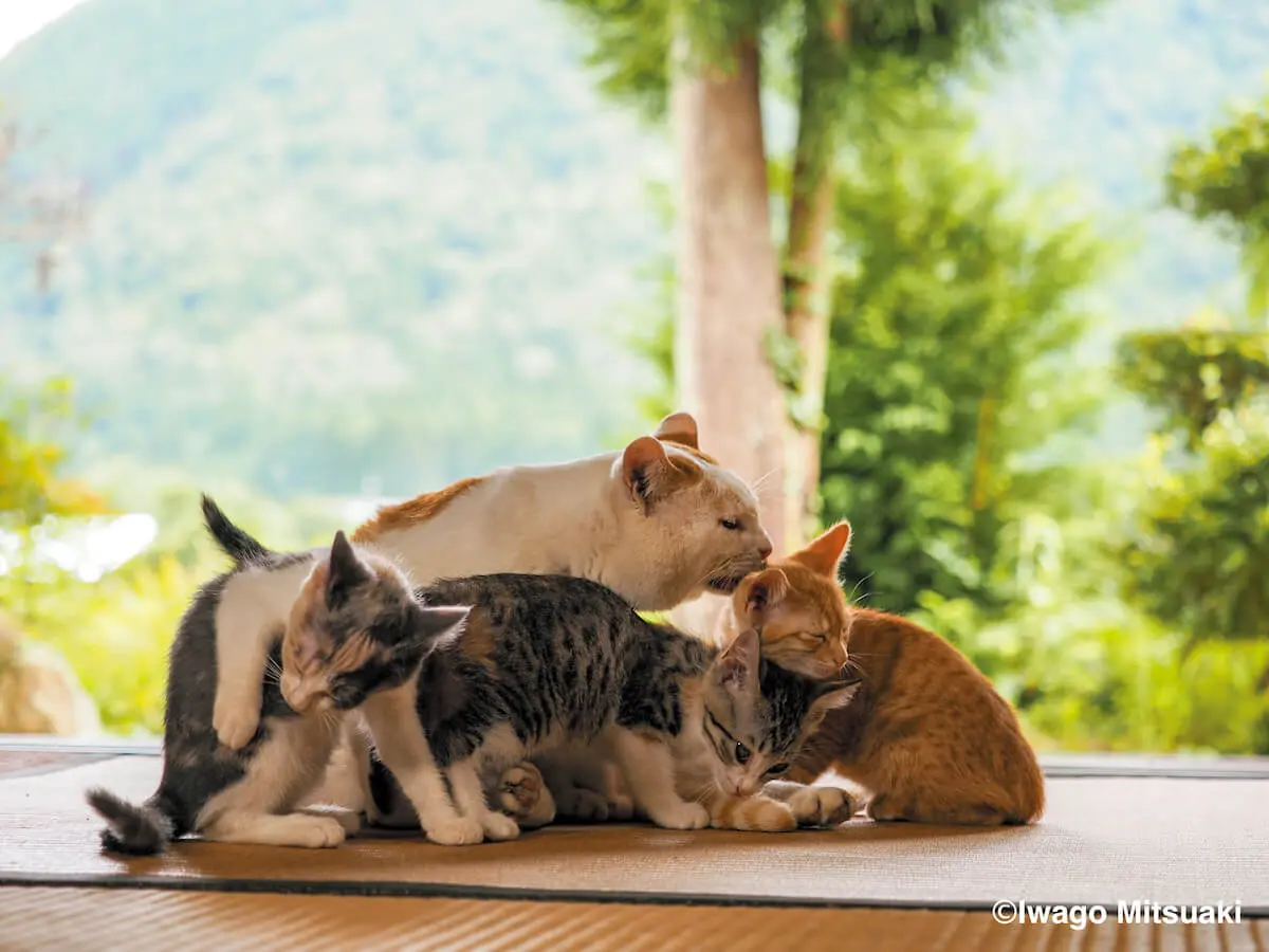 主役猫からボス猫まで、世界中の人気ねこ30匹が集結！岩合光昭の