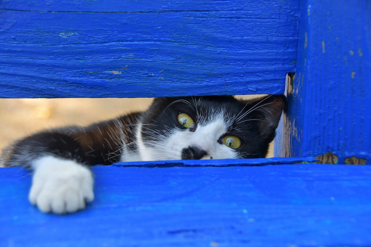 青い木枠から顔を出す猫の写真 by ままめろん