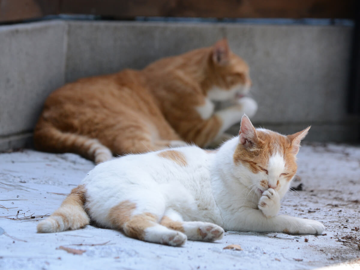 座って毛づくろいをする2匹の猫の写真 by 平井佑之介