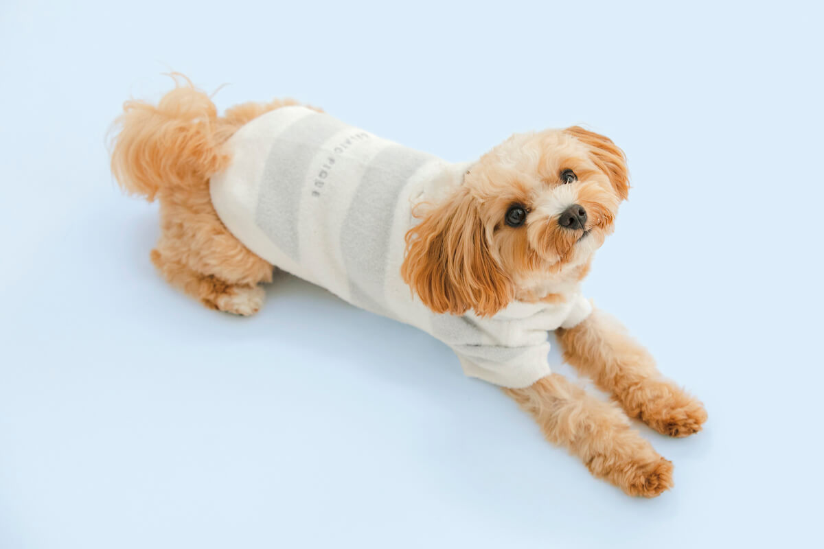 ジェラートピケの犬用服「スムーズィー２ボーダードッグパーカー」 by GELATO PIQUE CAT&DOG