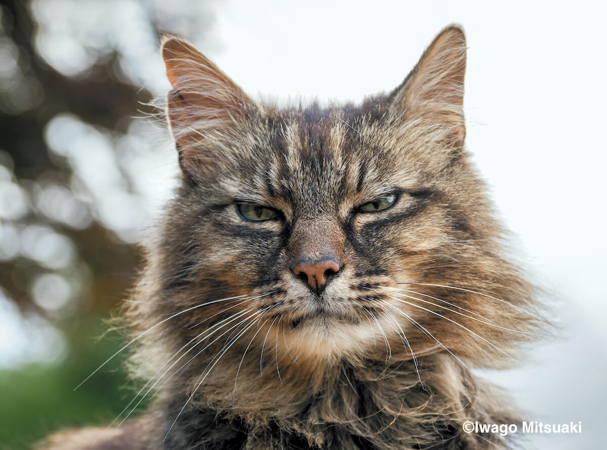 アイルランドで最も有名な猫「ボディシャス」 by 岩合光昭