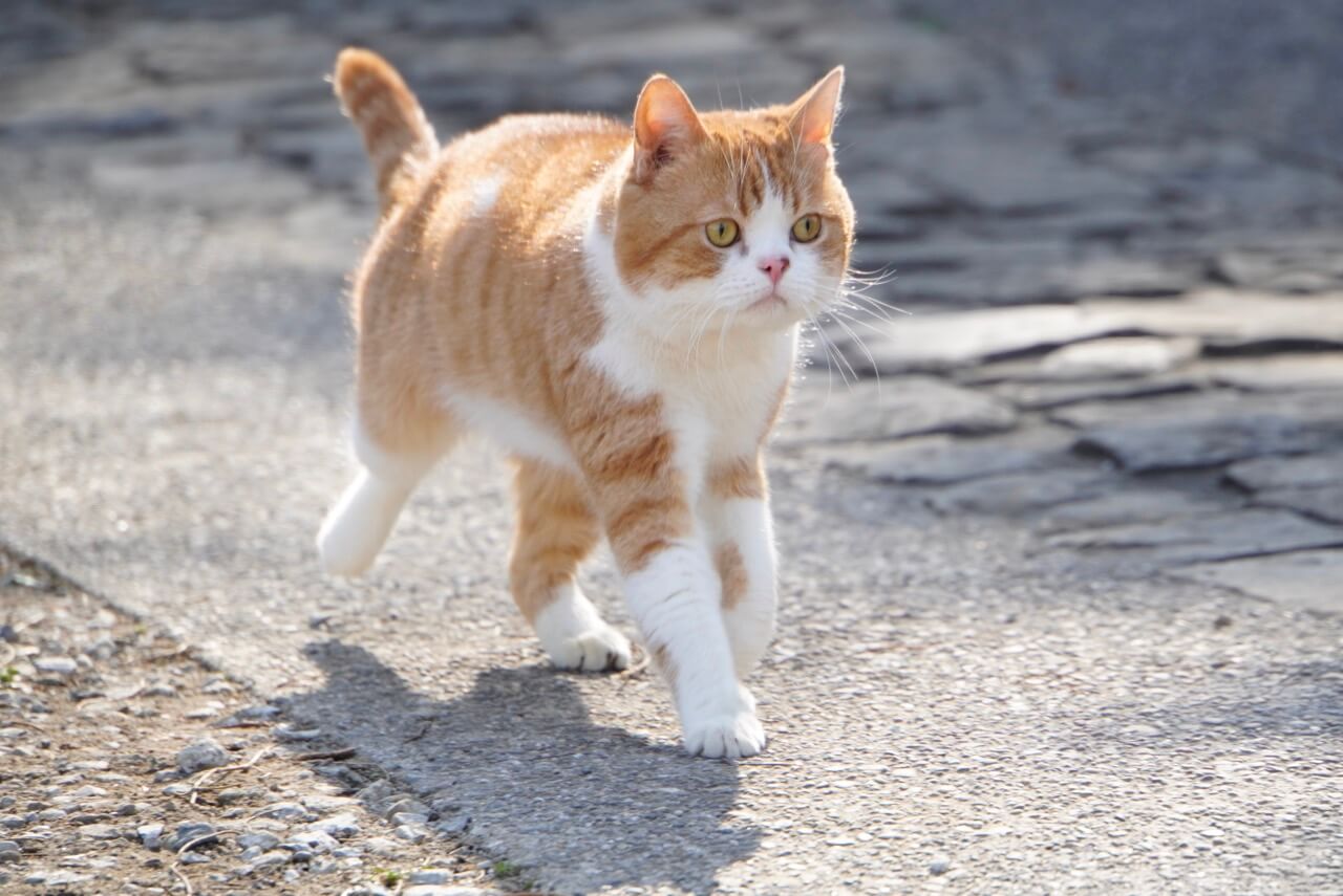 猫のムーンが外を歩くシーン by 実写映画『耳をすませば』