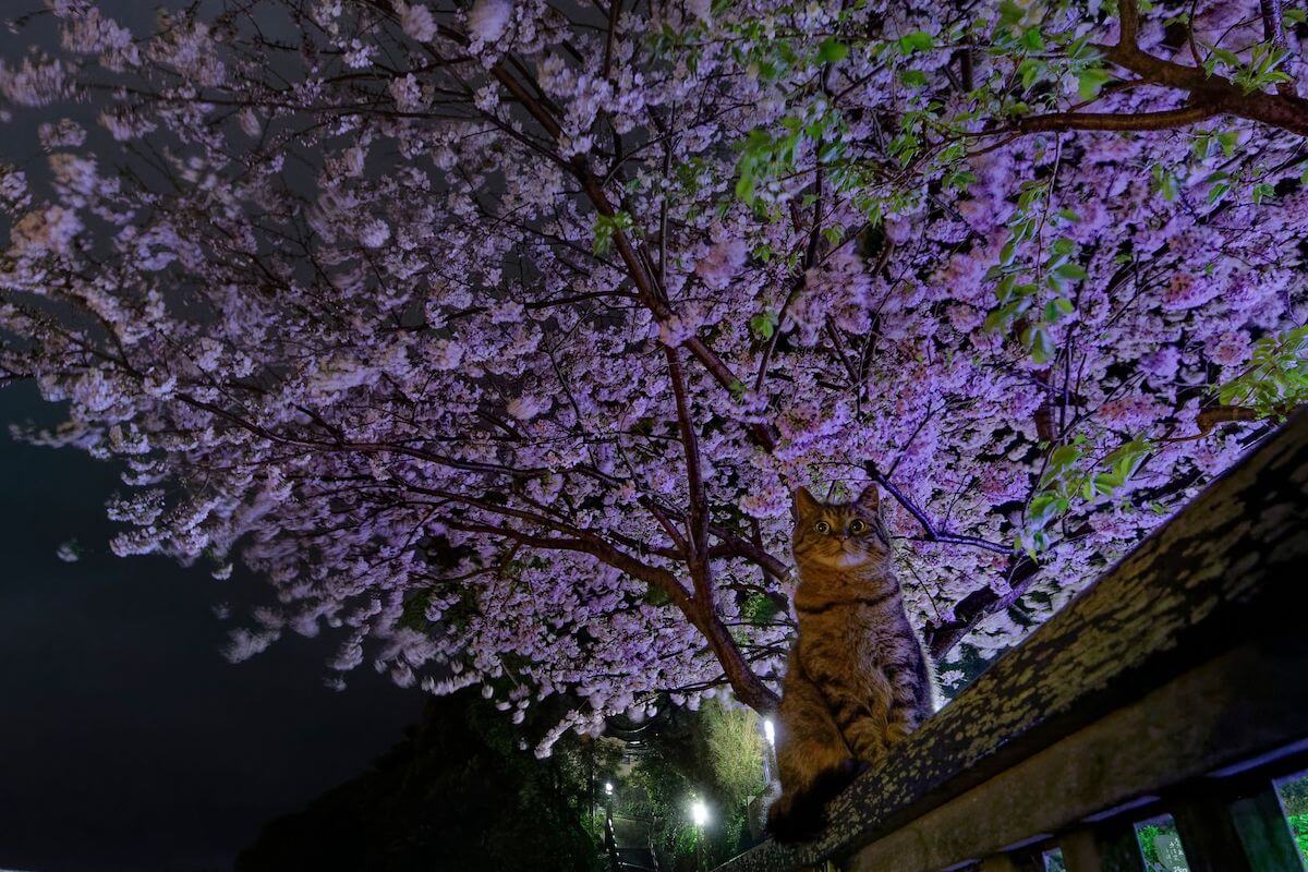 夜桜を背景にした猫の写真 by 渥美大亮