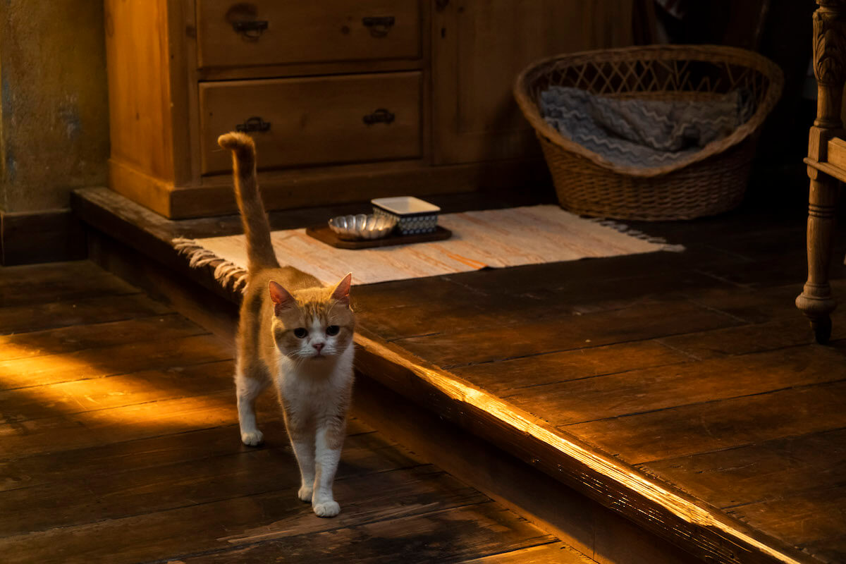 猫のムーンが「地球屋」の店内を歩くシーン by 実写映画『耳をすませば』