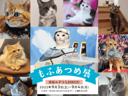 猫の写真作品など約800点が集結する「もふあつめ展」が渋谷で開催！保護猫の譲渡会や写真展も