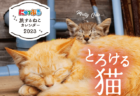 とろける猫の写真に癒やされる♪ ねこの旅行誌『にゃっぷる』から2023年版のカレンダーが登場