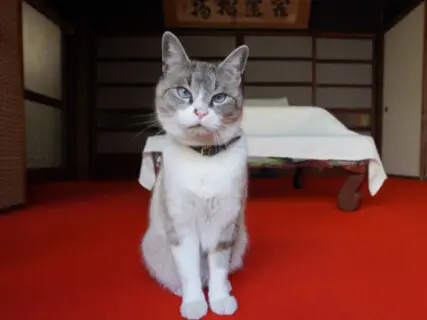 蕎麦屋のネコから温泉旅館のネコまで、ねこが主役の紀行番組『新・旅猫ロマン』の最新話は群馬の郷