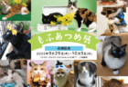 モフモフな猫は好きですか？猫の写真やグッズなど約800点が集結する「もふあつめ展」が大阪で開催中