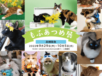 モフモフな猫は好きですか？猫の写真やグッズなど約800点が集結する「もふあつめ展」が大阪で開催中