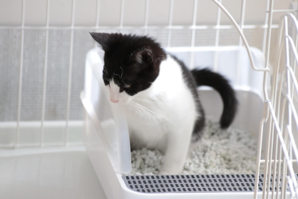 トイレでおしっこをする猫のイメージ写真