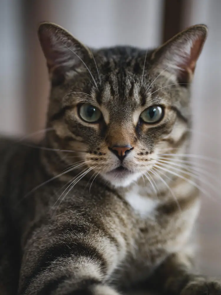 猫が飼い主のことをどう思っているのかをイメージした写真