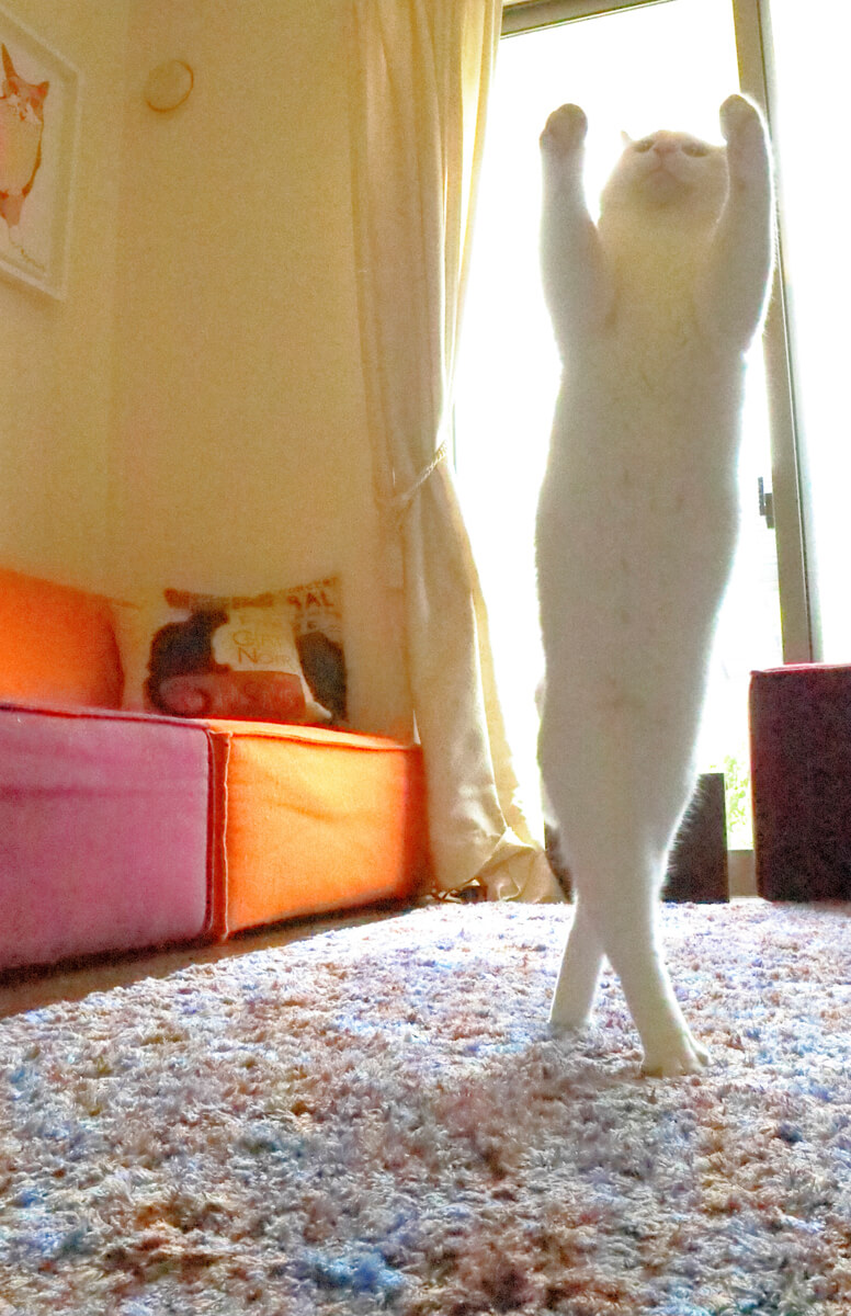 無重力空間を舞うように飛びまくる人気の白猫「ミルコ」
