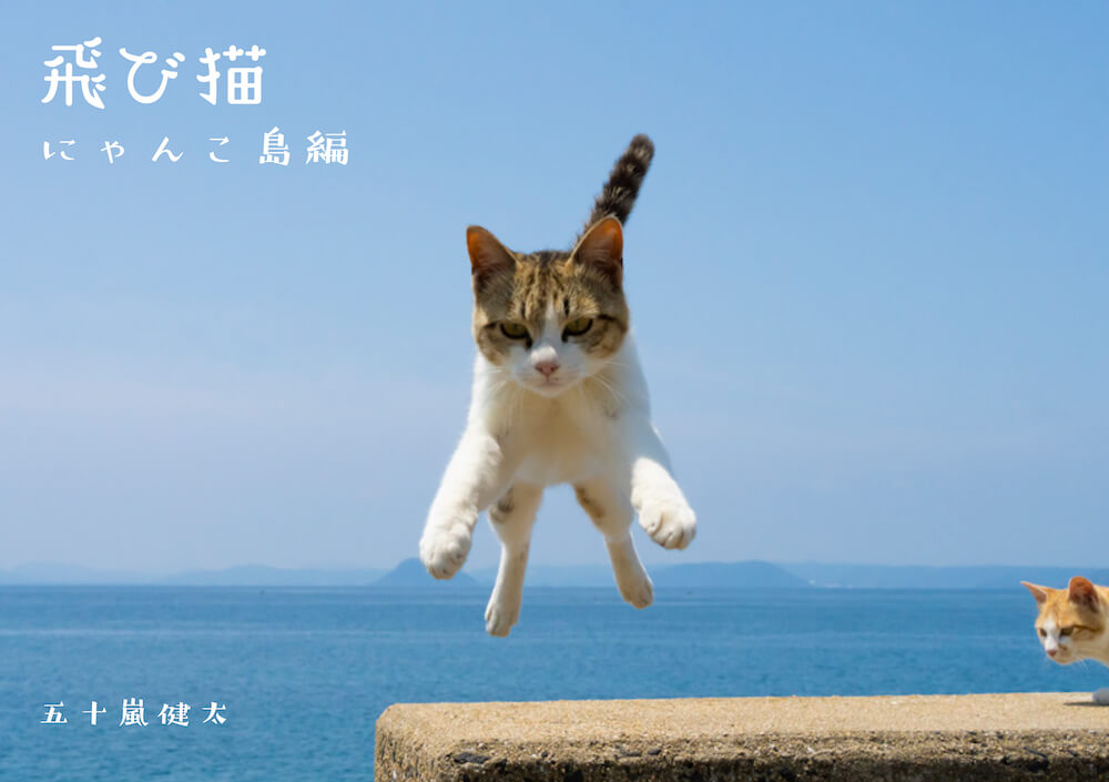 飛び猫の写真 by 五十嵐健太