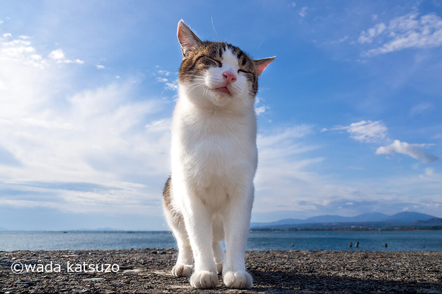 気持ちよさそうに海辺に佇む猫の写真 by wada katsuzo