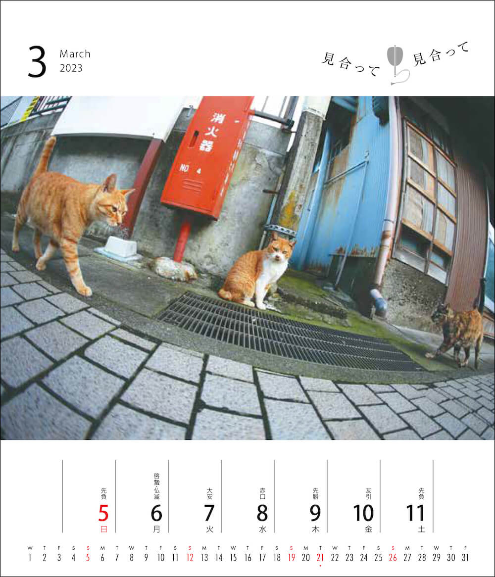 相撲の立ち会いをする猫の写真 by 藤範智誠