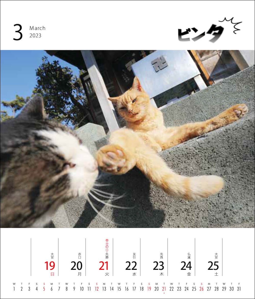 猫の足でビンタされた猫の写真 by 藤範智誠