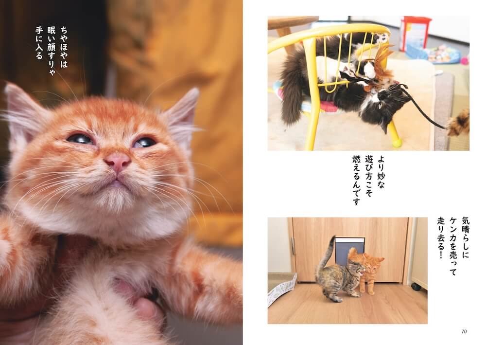 猫の心を「五・七・五」で表した「猫川柳」作品イメージ