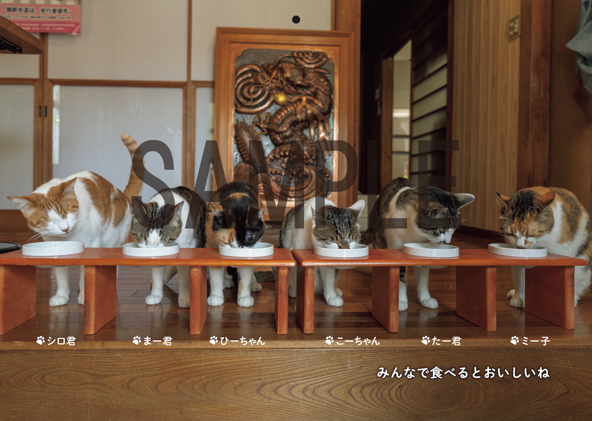 「那須の長楽寺」で暮らす6匹の猫の食事シーン
