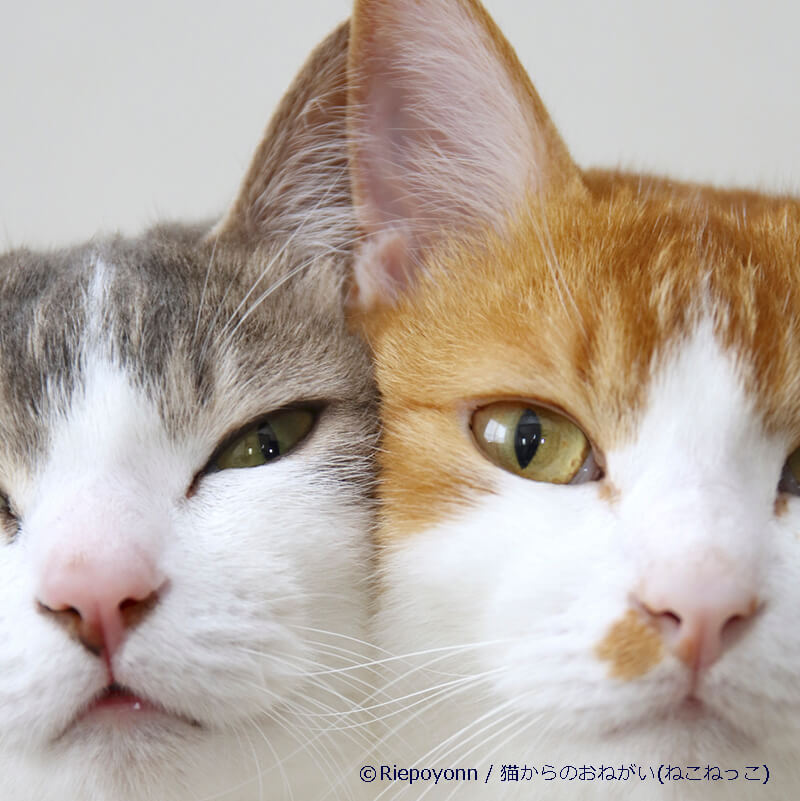 人気の双子猫「アメカヌちゃん」と「そら」の写真 by Riepoyonn