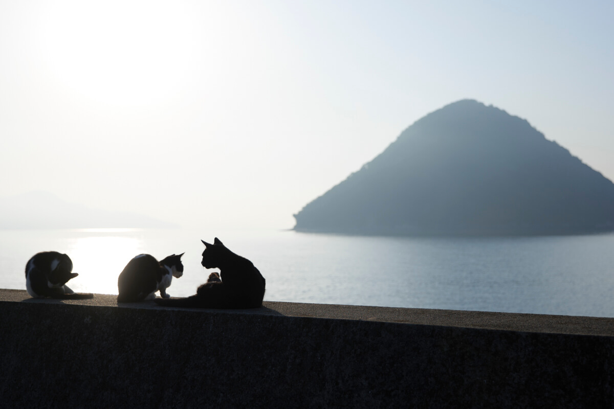 海岸沿いに集まる猫のシルエット写真 by 阪井壱成