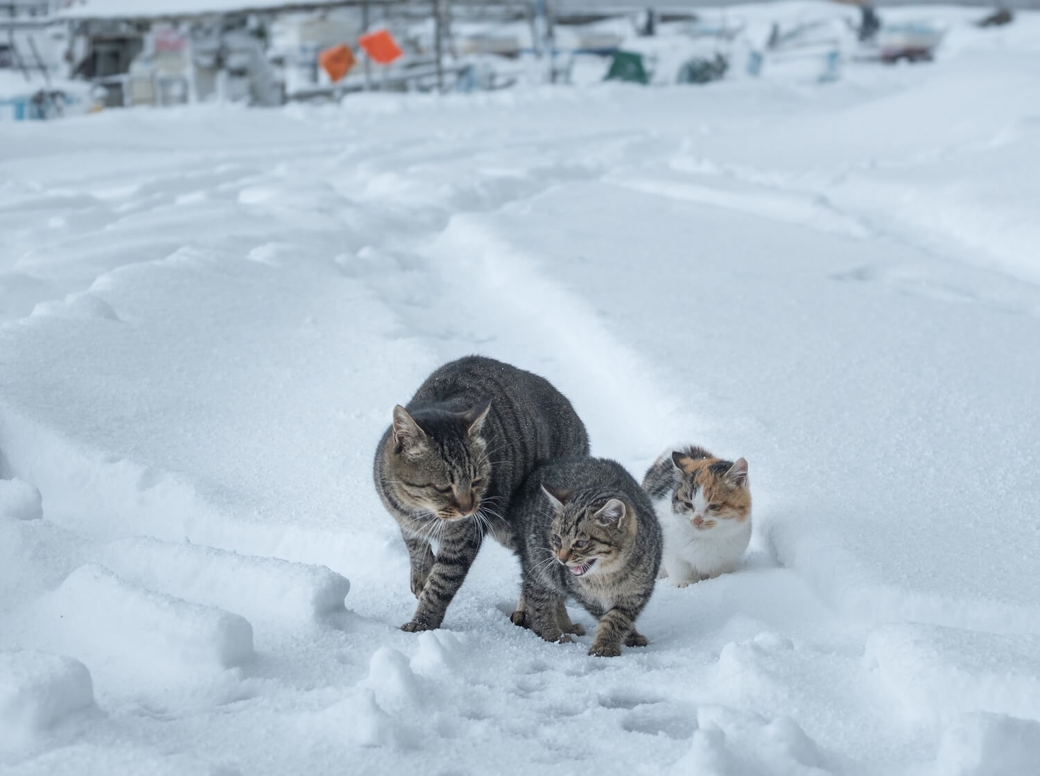 写真家・熊谷忠浩さんが撮影した雪の中に佇む猫の写真