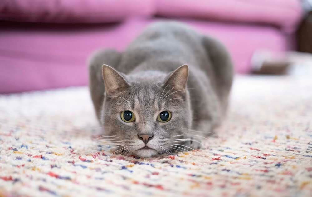床に這いつくばるグレー猫の写真