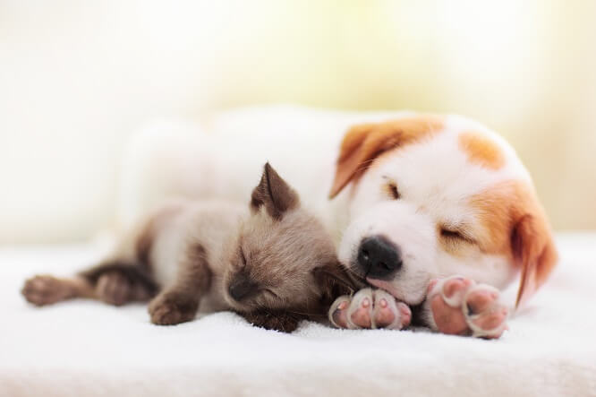 犬と子猫が一緒に寝ている写真