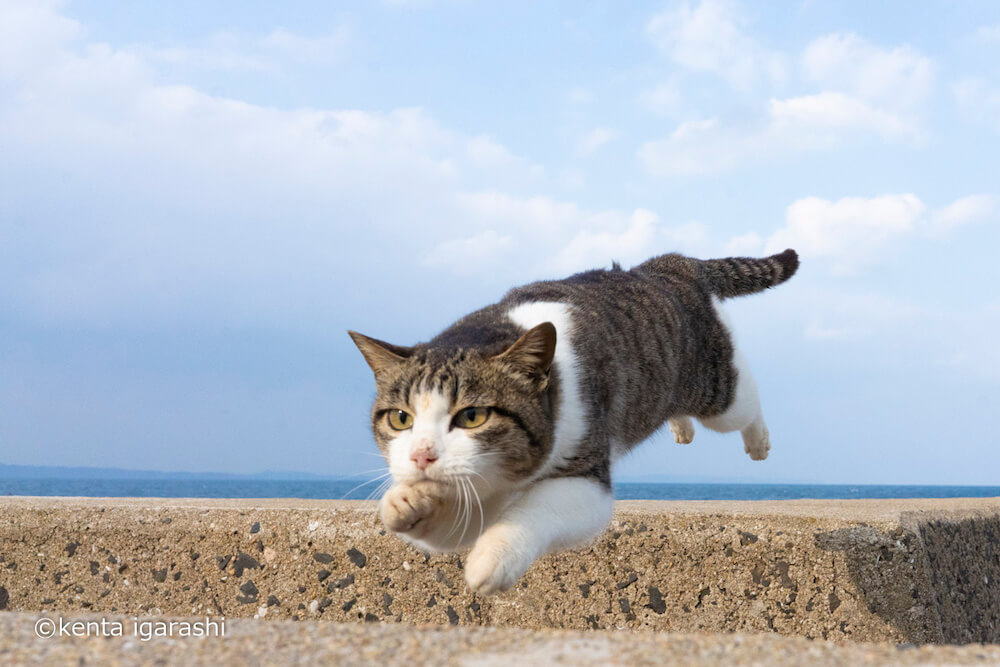 ジャンプした猫が着地する瞬間を捉えた写真 by 五十嵐健太