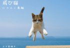 離島でジャンプするネコの姿をたっぷり収録！五十嵐健太さんの新作写真集『飛び猫 にゃんこ島編』
