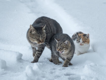 雪国でたくましく活きるネコの姿が美しい、写真展『あきたの猫』新宿のギャラリーで10/27より開催