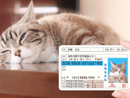 ネコも身分証が必要な時代？スマホで作ってカードを発行できる「愛猫免許証」もしもの時の意思表示にも