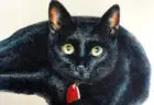 犬猫や花などを温かな視点で描く画家・髙嶋求美さんの作品展が銀座で開催、ライブドローイングも予定