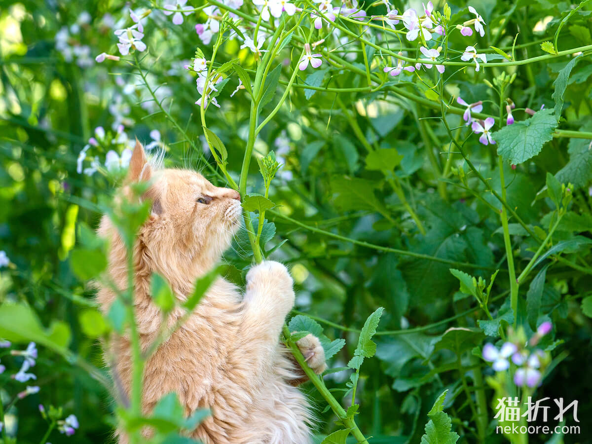 真剣な表情で草にしがみつくネコの写真 by 写真家・猫折れ
