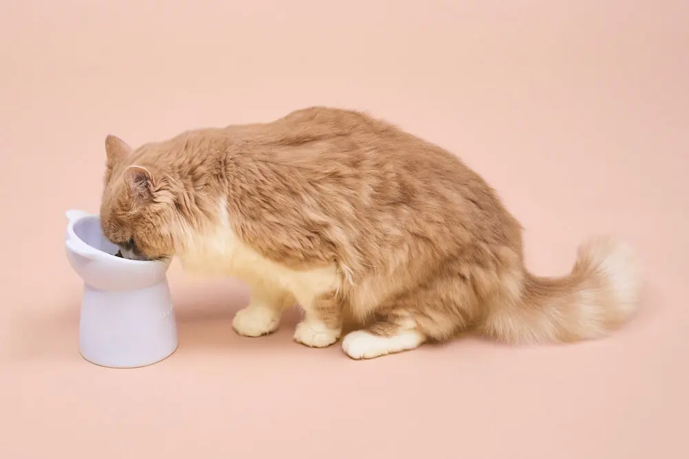 GELATO PIQUE パンケーキ型猫ハウス パンケーキをモチーフにした猫ハウスも可愛い♪ ジェラートピケ