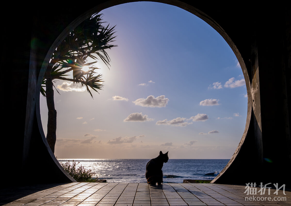 海を背景にしたネコのシルエット写真 by 写真家・猫折れ