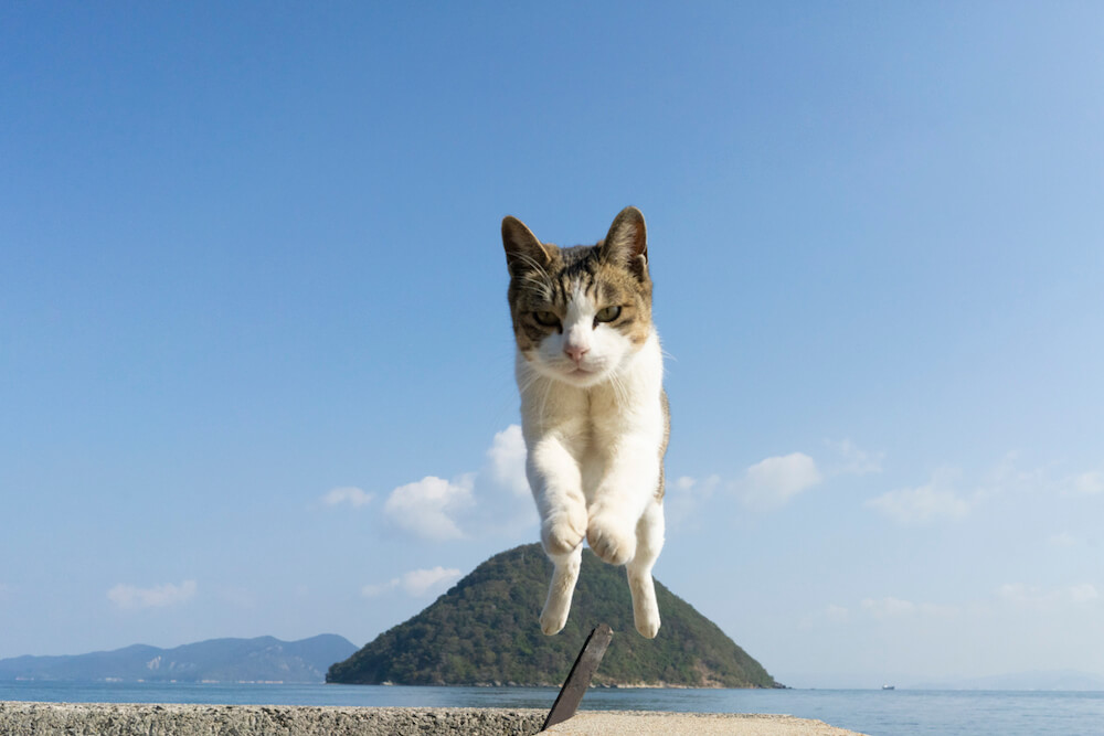 ジャンプする飛び猫の正面写真 by 五十嵐健太