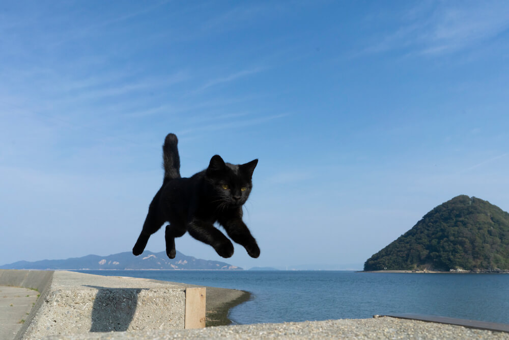 黒猫がジャンプする写真 by 五十嵐健太
