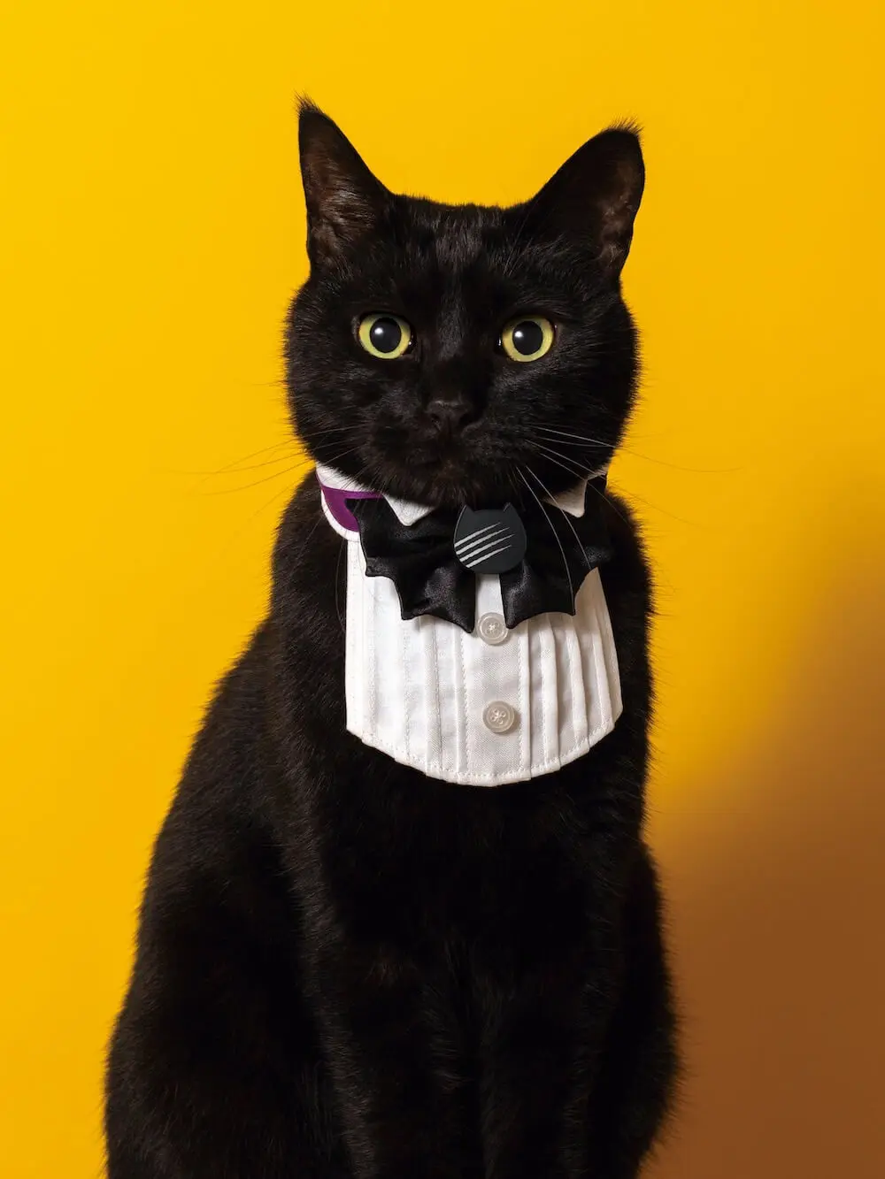 蝶ネクタイの黒猫がとっても凛々しい♪ 猫のチョコレート「カカオ