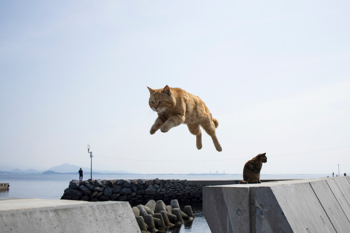 茶トラ猫のジャンプする写真 by 五十嵐健太