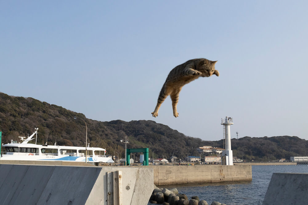 漁港で大ジャンプする猫の写真 by 五十嵐健太