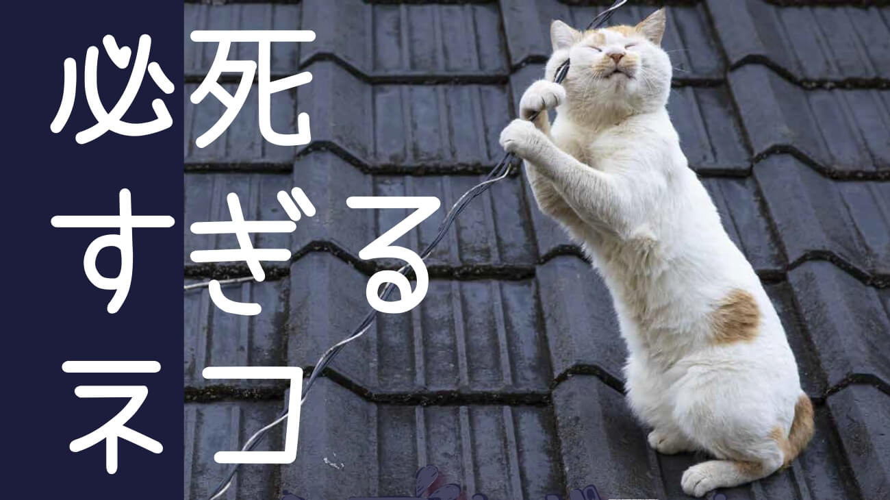 猫写真家・沖昌之さんの「必死すぎるネコ」写真展メインビジュアル