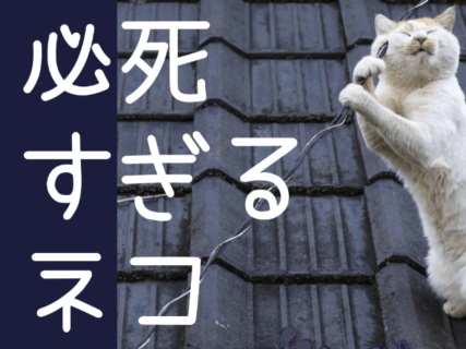 ネコ写真家・沖昌之さんの写真展「必死すぎるネコ」が渋谷で開催！最終日にはトークイベントも