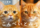 声優・花江夏樹さんの愛猫『こんぺいとみそ』が写真集に！アメショ＆マンチカンの日常をたっぷり収録
