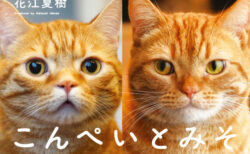 声優・花江夏樹さんの愛猫『こんぺいとみそ』が写真集に！アメショ＆マンチカンの日常をたっぷり収録