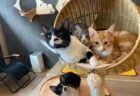 サウナ風の店内でゆったり猫とくつろげる♪ 譲渡型の保護猫カフェ「バーニャ」群馬・高崎にオープン