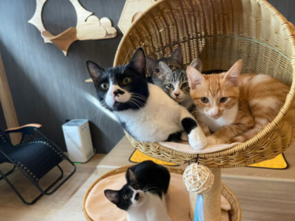 サウナ風の店内でゆったり猫とくつろげる♪ 譲渡型の保護猫カフェ「バーニャ」群馬・高崎にオープン