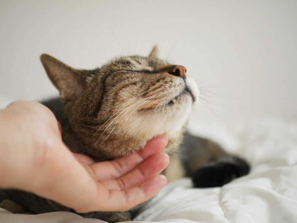 猫の顎を撫でるイメージ写真