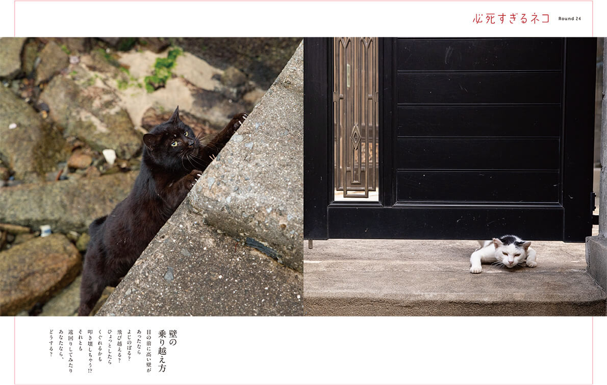 必死で壁を突破するネコの写真 by 沖昌之